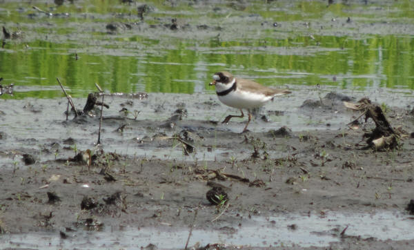 Semipalmated Plover