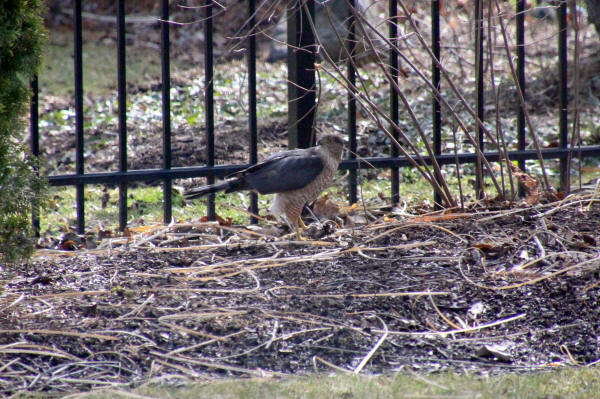 Sharp-shinned Hawk