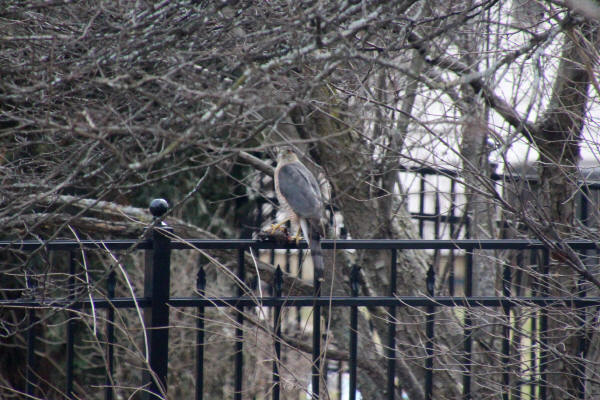 Sharp-shinned Hawk