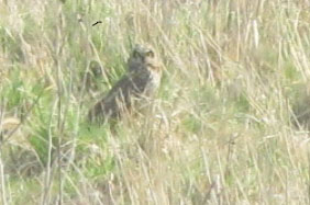 Short-eared Owl