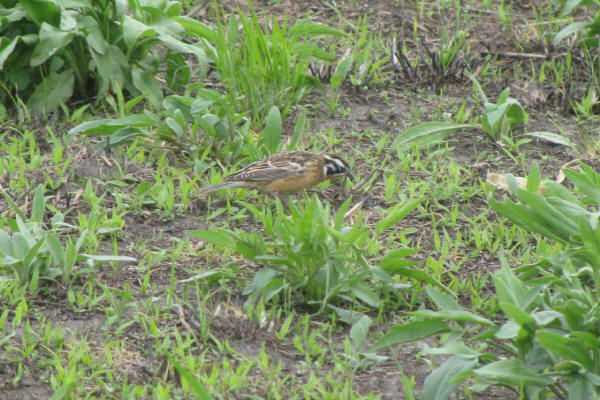 Smith's Longspur