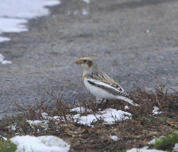 Snow Bunting