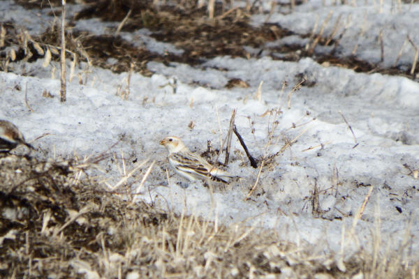 Snow Bunting