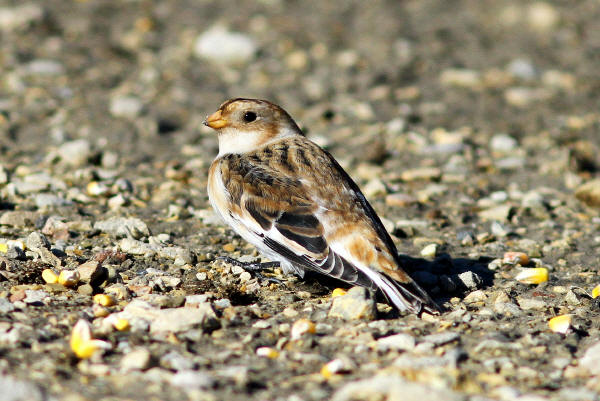 Snow Bunting