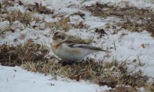 Snow Bunting