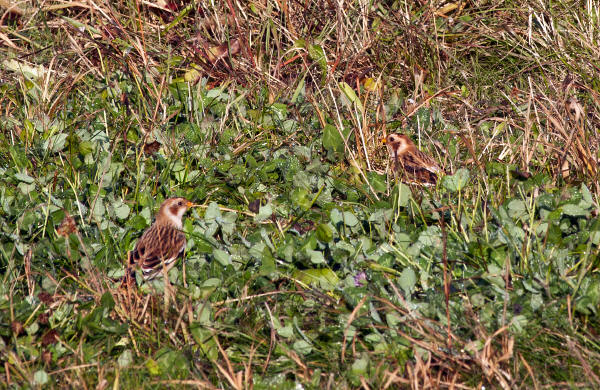 Snow Buntings