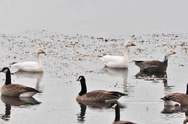 Snow Geese