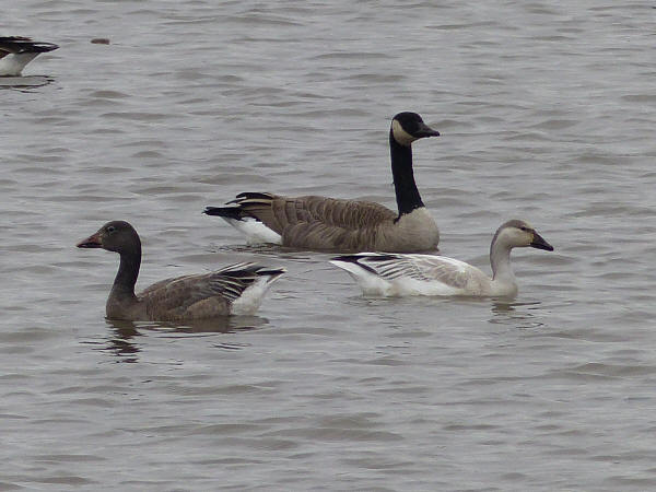 Snow Geese