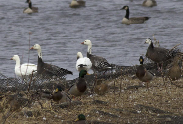 Snow Geese