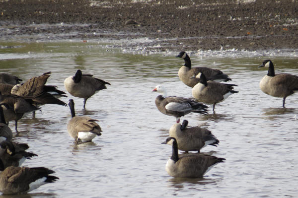 Snow Goose