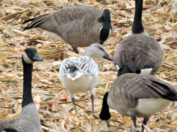 Snow Goose