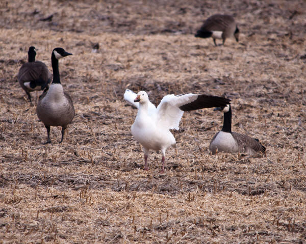 Snow Goose