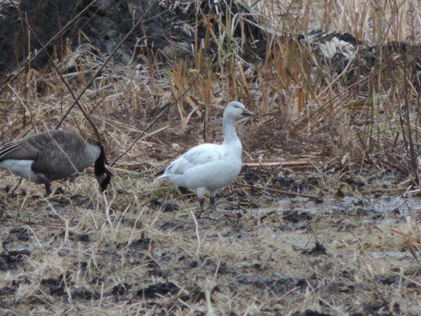 Snow Goose