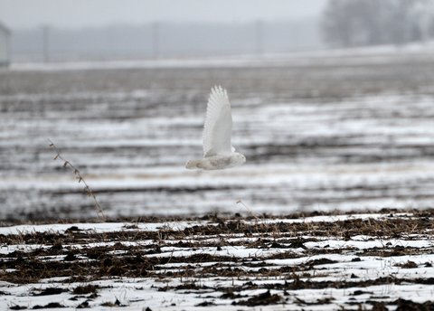 Snowy Owl