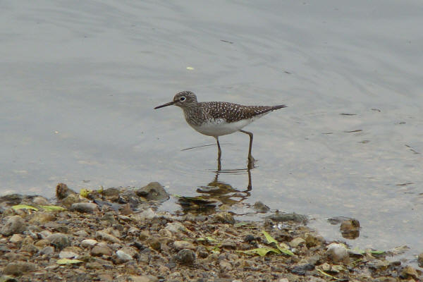 Solitary Sandpiper