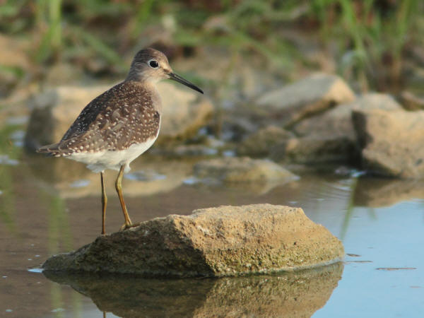 Solitary Sandpiper