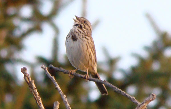 Song Sparrow