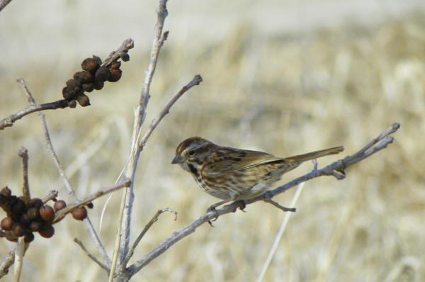 Song Sparrow