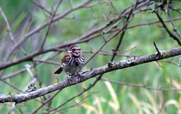 Song Sparrow