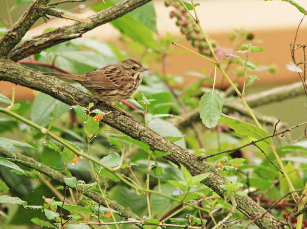 Song Sparrow