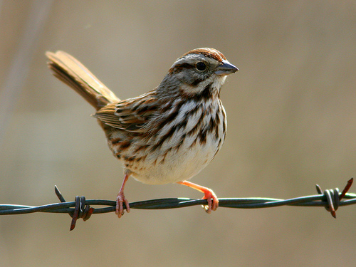 Song Sparrow