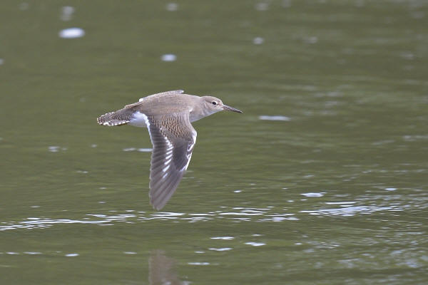 Spotted Sandpiper