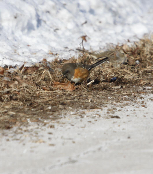 Spotted Towhee