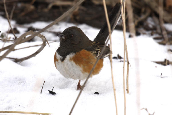 Spotted Towhee