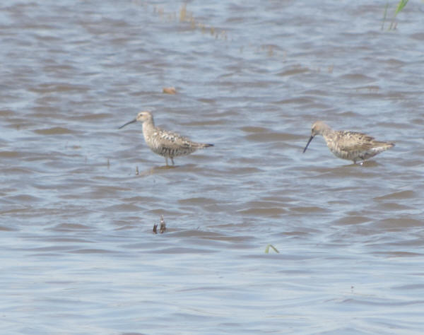 Stilt Sandpipers