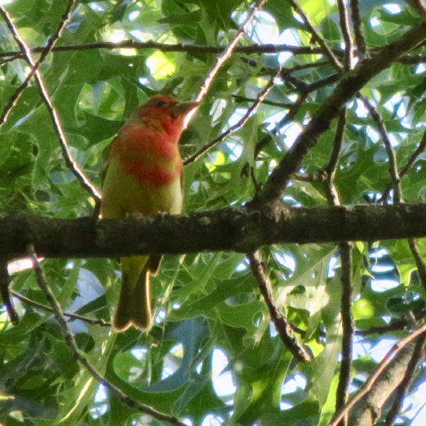 Summer Tanager