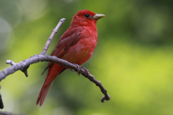 Summer Tanager