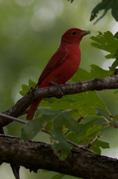 Summer Tanager