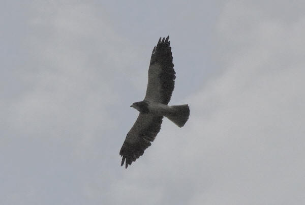 Swainson's Hawk