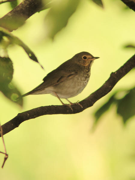 Swainson's Thrush