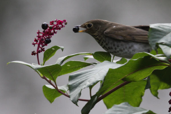 Swainson's Thrush