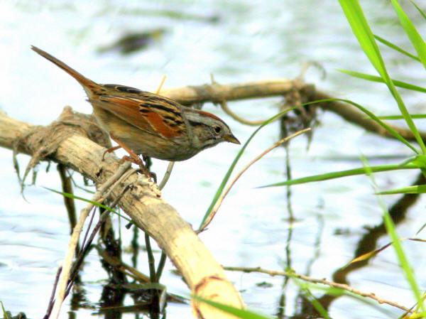 Swamp Sparrow