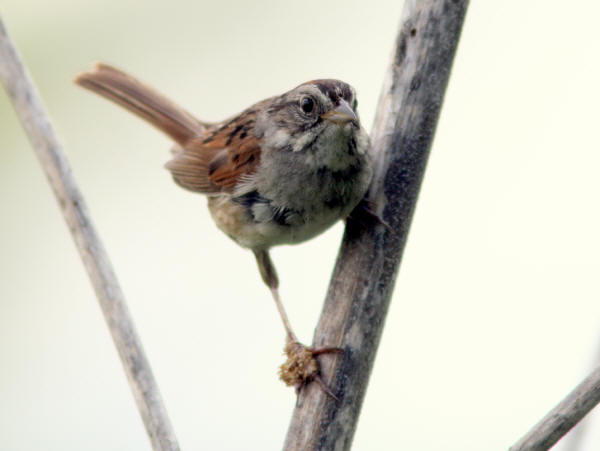 Swamp Sparrow