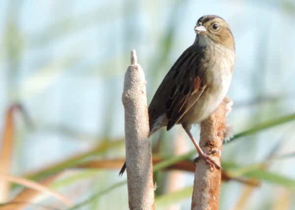 Swamp Sparrow