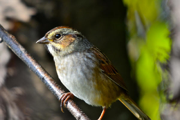 Swamp Sparrow