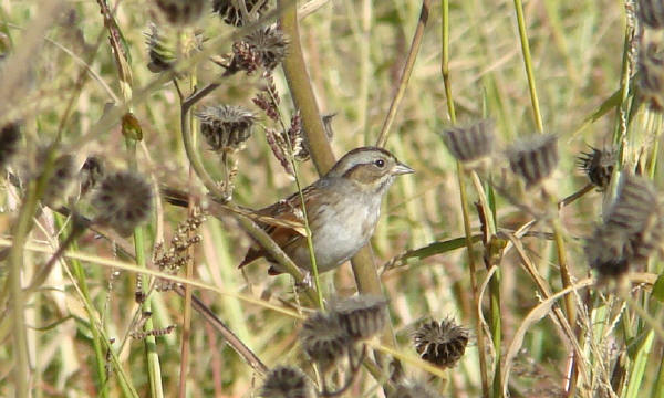 Swamp Sparrow