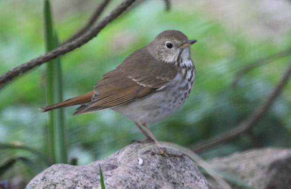 Hermit Thrush