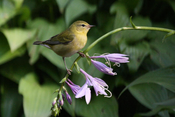 Tennessee Warbler