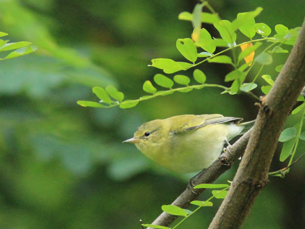 Tennessee Warbler