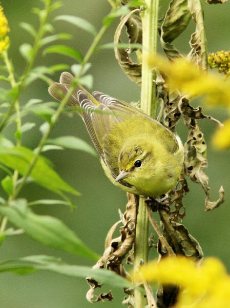 Tennessee Warbler