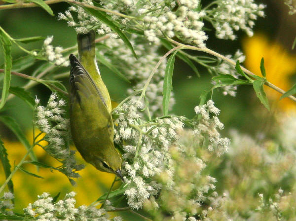 Tennessee Warbler