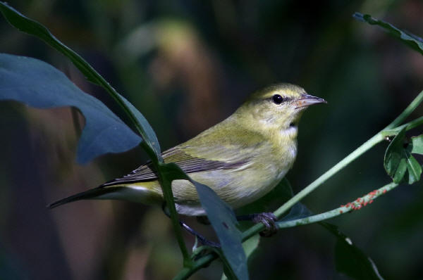 Tennessee Warbler