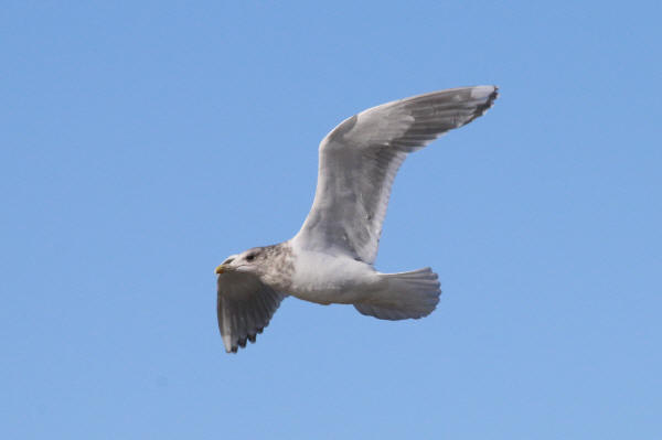 Thayer's Gull