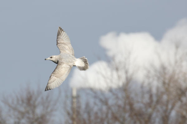 Thayer's Gull