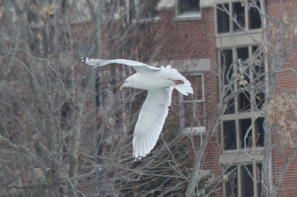 Thayer's Gull