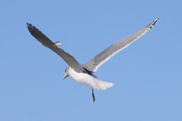 Thayer's Gull